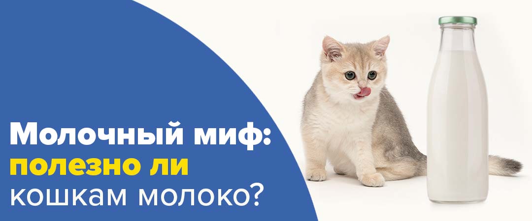 Молочный миф: полезно ли кошкам молоко